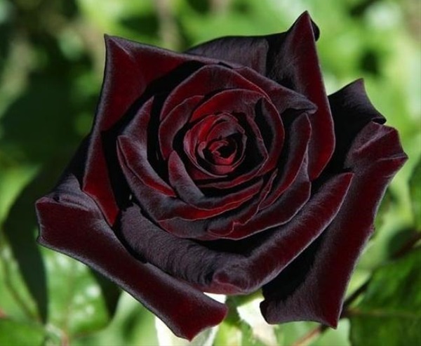 Rose Black Baccara Standard Rose Roses Flowers By Category